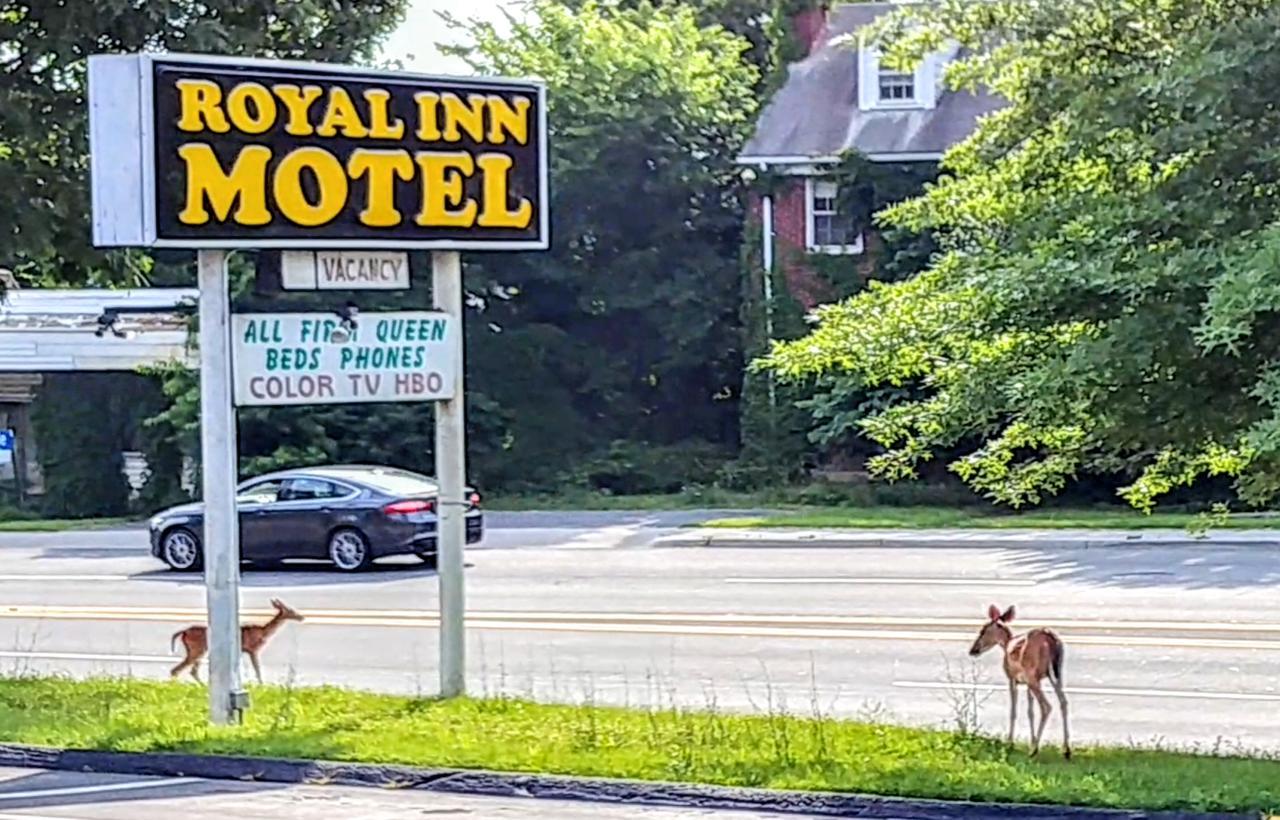 Royal Inn Motel Front Royal Exterior foto